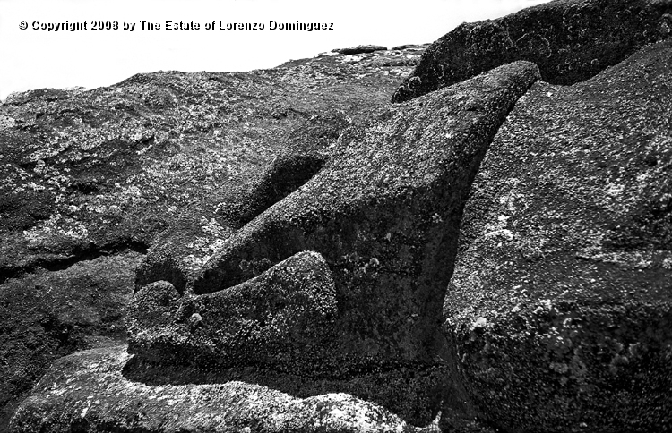 RRI_Cantera_Interior_08.jpg - Easter Island.1960.  Detail of a moai on the interior slope of Rano Raraku.