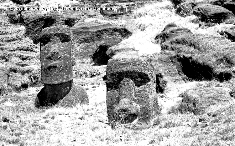 RRI_Cantera_Interior_23.jpg - Easter Island. 1960. Moai on the interior quarry of Rano Raraku.
