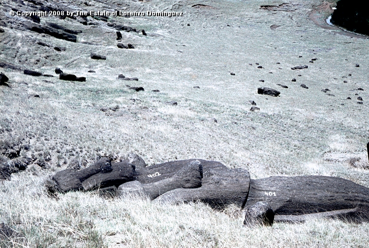 RRI_Cantera_Interior_28.jpg - Easter Island. 1960. Fallen moai on the inner slope of Rano Raraku.