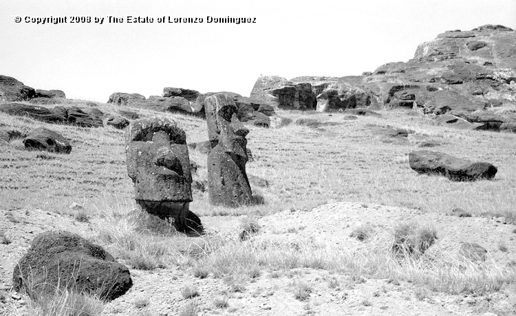 RRI_Cantera_Interior_29.jpg - Easter Island. 1960. Moai on the inbterior slope of Rano Raraku. General view of the quarry.