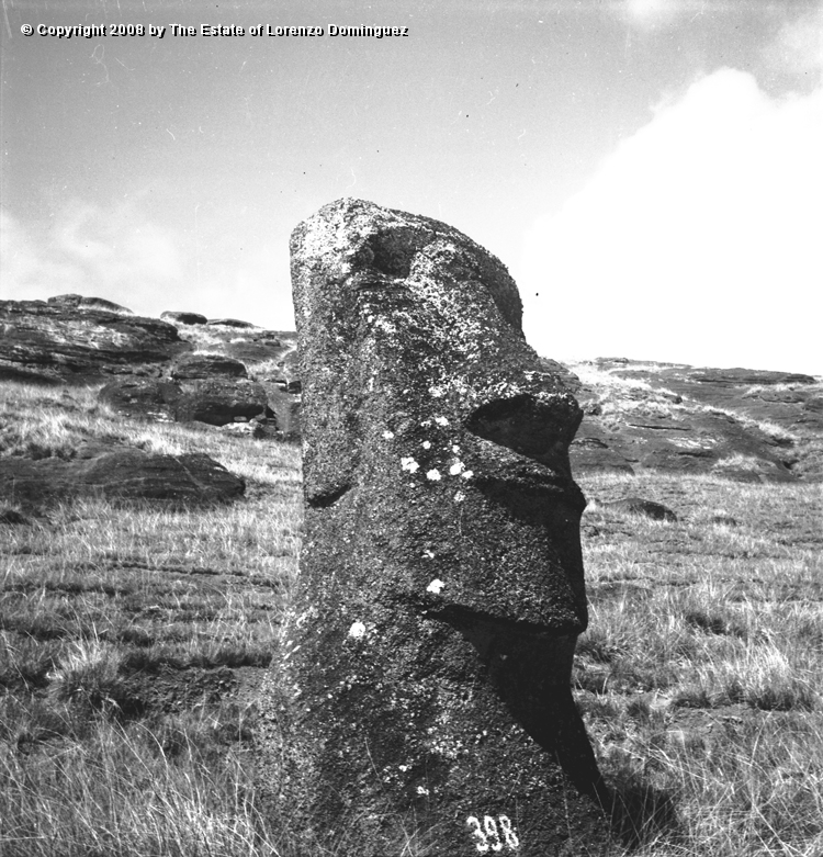 RRI_El_Cimabue_01.jpg - Easter Island. 1960. Moai on the interior slope of Rano Raraku.  Identified by Lorenzo Dominguez as "Cimabue."