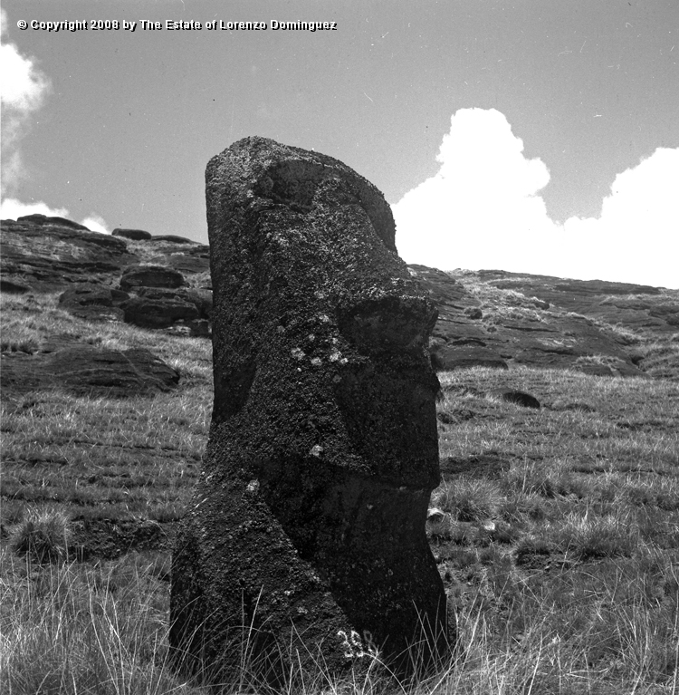 RRI_El_Cimabue_02.jpg - Easter Island. 1960. Moai on the interior slope of Rano Raraku. Lorenzo Dominguez called this moai "Cimabue."