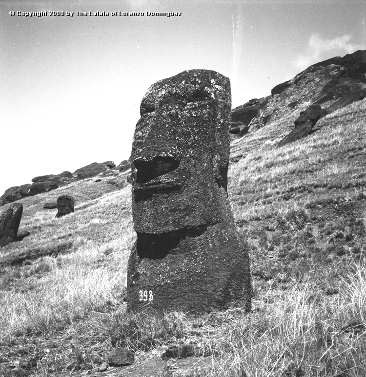 RRI_El_Cimabue_03.jpg - Easter Island.1960.  Moai on the interior slope of Rano Raraku.  Identified by Lorenzo Dominguez as "Cimabue."