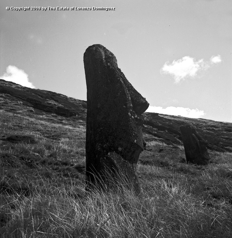 RRI_El_Cimabue_04.jpg - Easter Island. 1960. Profile view of a moai on the interior slope of Rano Raraku. Lorenzo Dominguez called this moai "Cimabue."