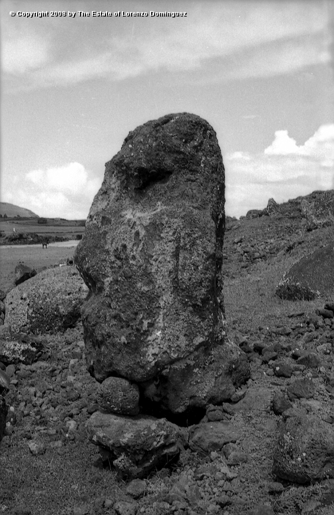 RRI_El_Viejo_02.jpg - Easter Island. 1960. Head of a moai on the nterior slope of Rano Raraku. Lorenzo Dominguez called this moai "The Old Man."