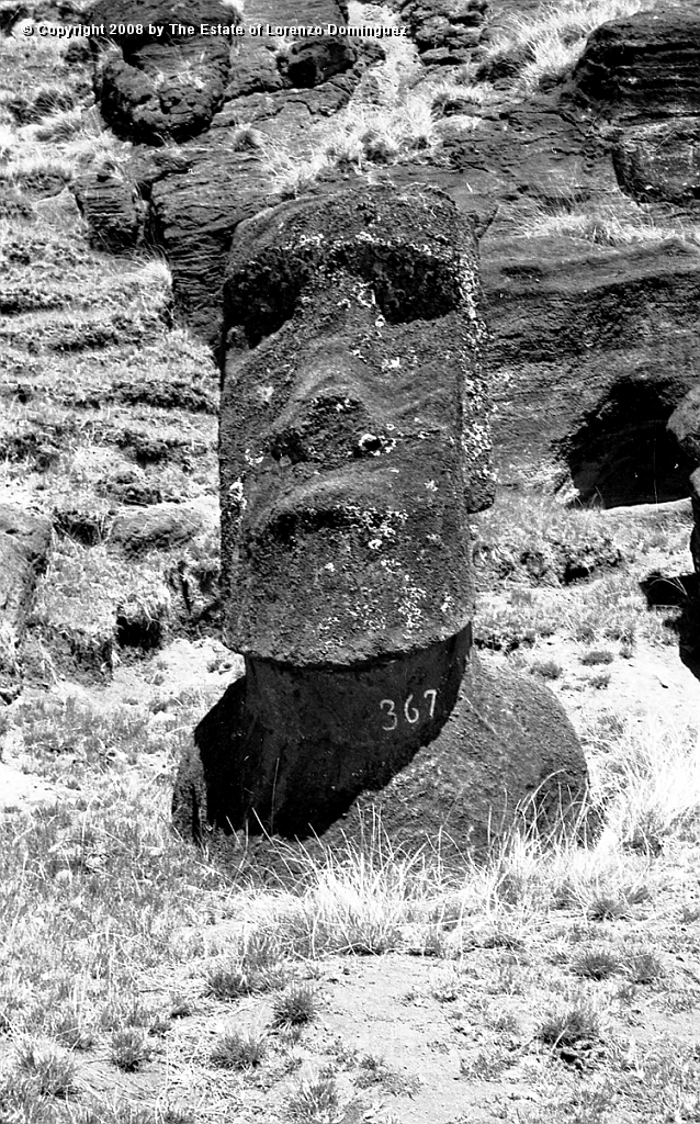 RRI_Ladera_Interior_06.jpg - Easter Island. 1960. Moai on the interior quarry of Rano Raraku.