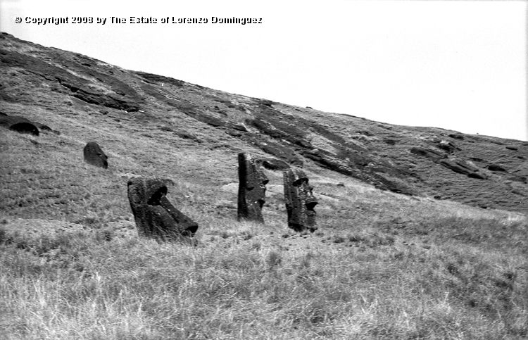 RRI_Ladera_Interior_08.jpg - Easter Island. 1960. Interior slope of Rano Raraku.