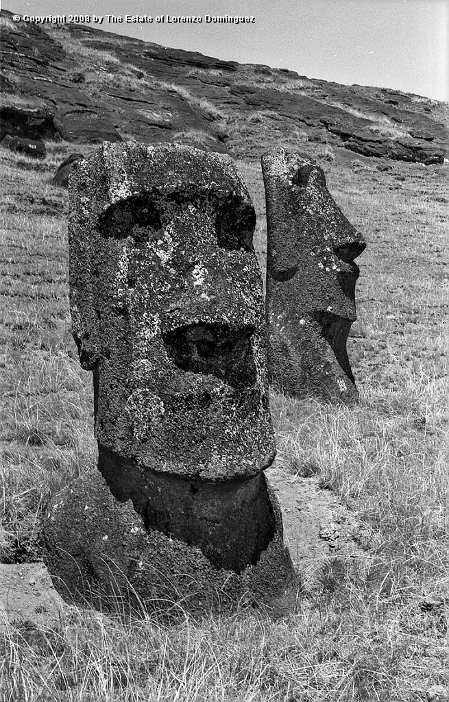 RRI_Ladera_Interior_10.jpg - Easter Island. 1960. Head of a moai on the interior slope of Rano Raraku.