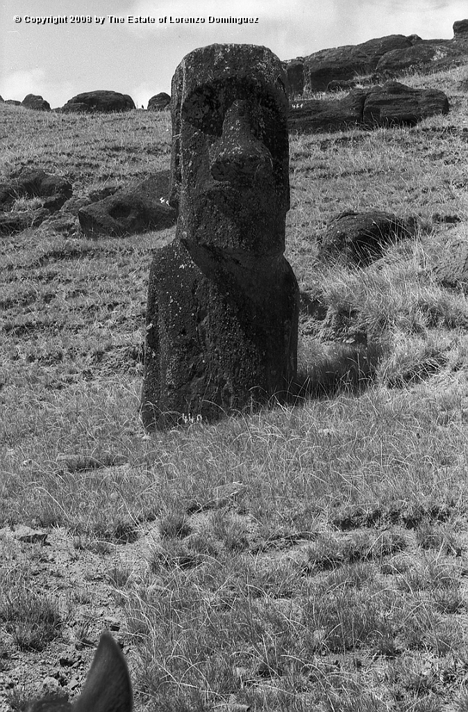 RRI_Ladera_Interior_11.jpg - Easter Island. 1960. Moai on the interior slope of Rano Raraku.