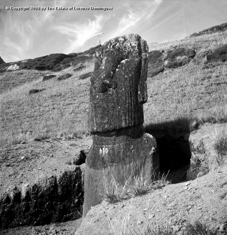 RRI_Ladera_Interior_23.jpg - Easter Island. 1960. Interior slope of Rano Raraku. Moai with numbre 450 in Father Sebastian Englert nomenclature.