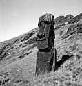 RRI_Orejas_Sanas_01