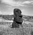 RRI_Orejas_Sanas_03