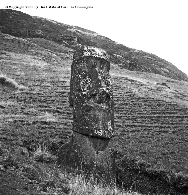 RRE_Angel_22.jpg - Easter Island. 1960. Moai on the exterior slope of Rano Raraku. Identified by Lorenzo Dominguez as "The Angel."