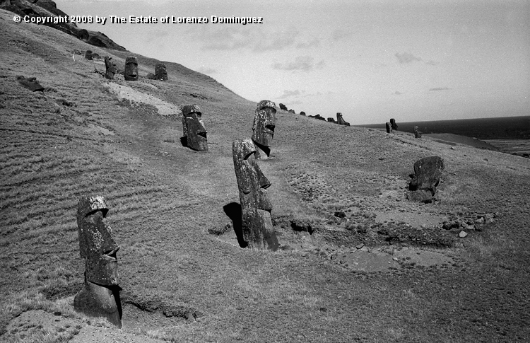 RRE_Angel_23.jpg - Easter Island. 1960. General view of the "sentry" moai on the exterior slope of Rano Raraku. "The Angel" is in the foreground.