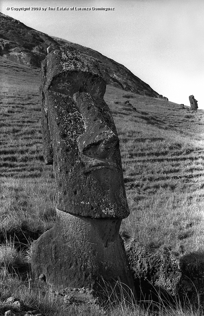 RRE_Angel_24.jpg - Easter Island. 1960. Moai on the exterior slope of Rano Raraku. Identified by Lorenzo Dominguez as "The Angel."