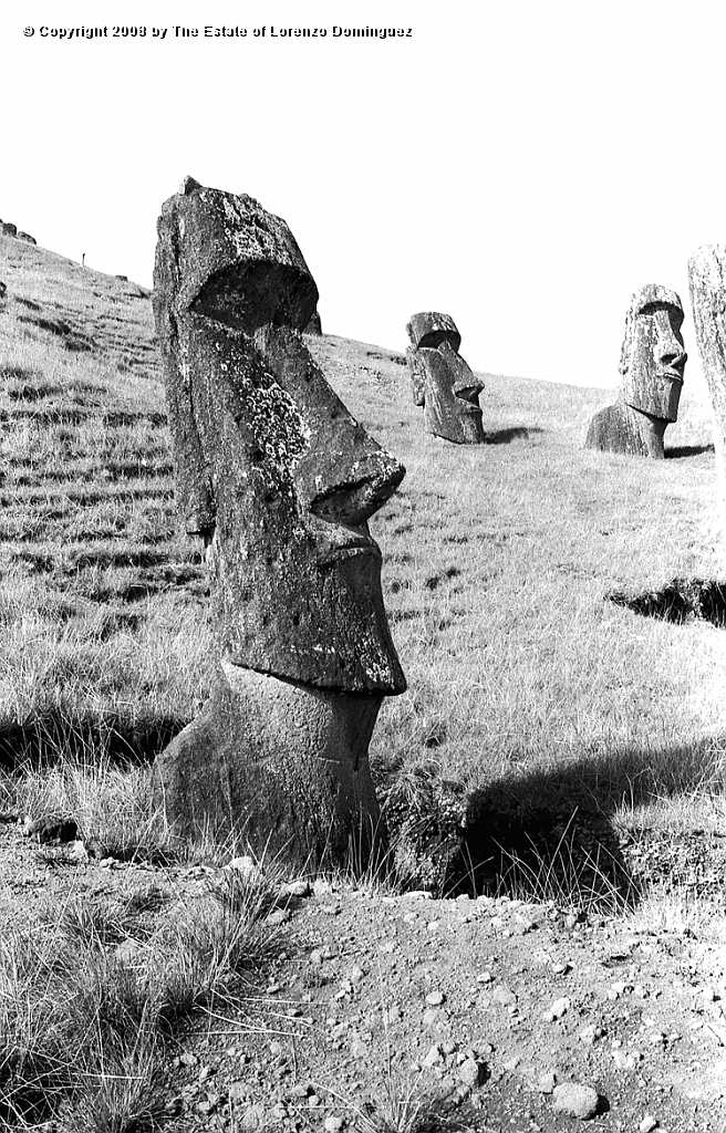 RRE_Angel_25.jpg - Easter Island. 1960. Three moai on the exterior slope of Rano Raraku. IN front, the moai dentified by Lorenzo Dominguez as "The Angel."