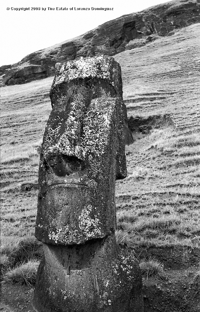 RRE_Angel_31.jpg - Easter Island. 1960. Moai on the exterior slope of Rano Raraku. Identified by Lorenzo Dominguez as "The Angel."
