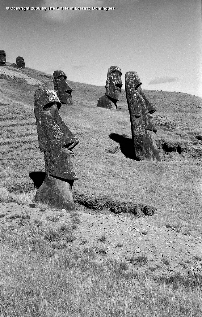 RRE_Angel_33.jpg - Easter Island. 1960. "Sentry" moai on the exterior slope of Rano Raraku. The first one is tne moai identified by Lorenzo Dominguez as "The Angel."