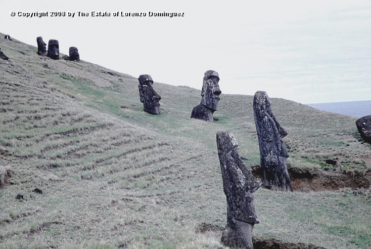RRE_Angel_38.jpg - Easter Island. 1960. Moai on the exterior slope of Rano Raraku. On the foreground, the moai identified by Lorenzo Dominguez as "The Angel."
