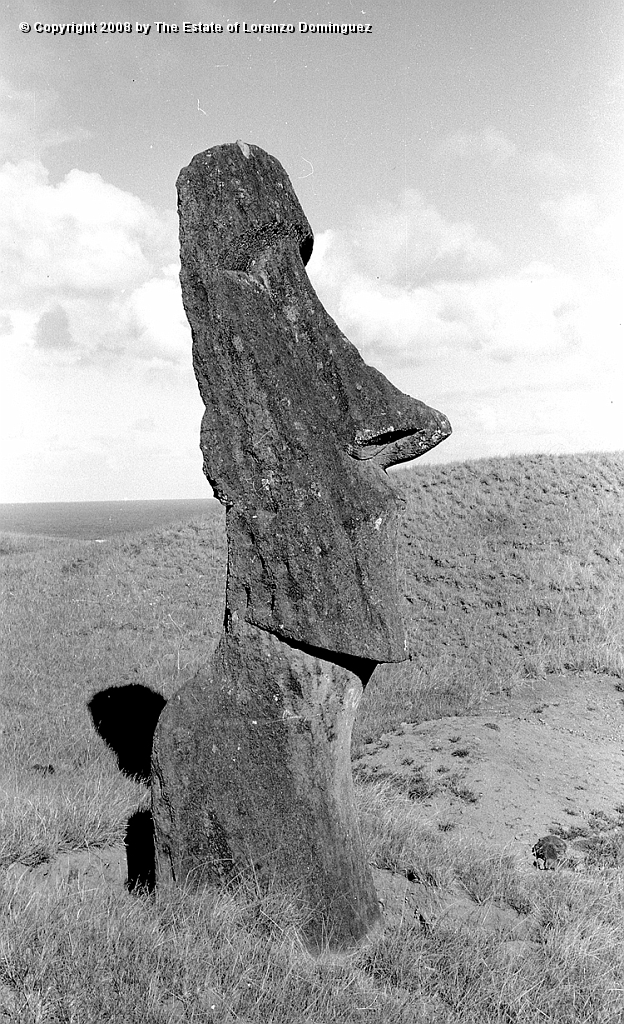 RRE_Baquedano_14.jpg - Easter Island. 1960. Moai on the exterior slope of Rano Raraku, called "Baquedano" because of the sign painted on its neck by sailors of the homonym ship.