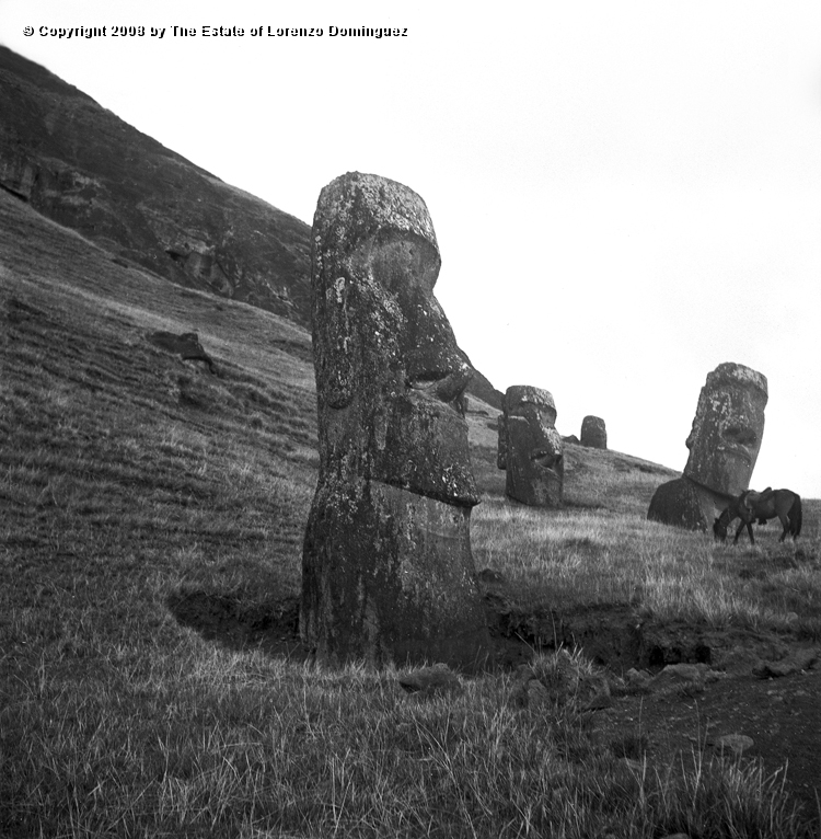 RRE_Gioconda_06.jpg - Easter Island. 1960. Exterior slope of Rano Raraku. "Gioconda" in the foreground, three other moai and Lorenzo Dominguez's horse.