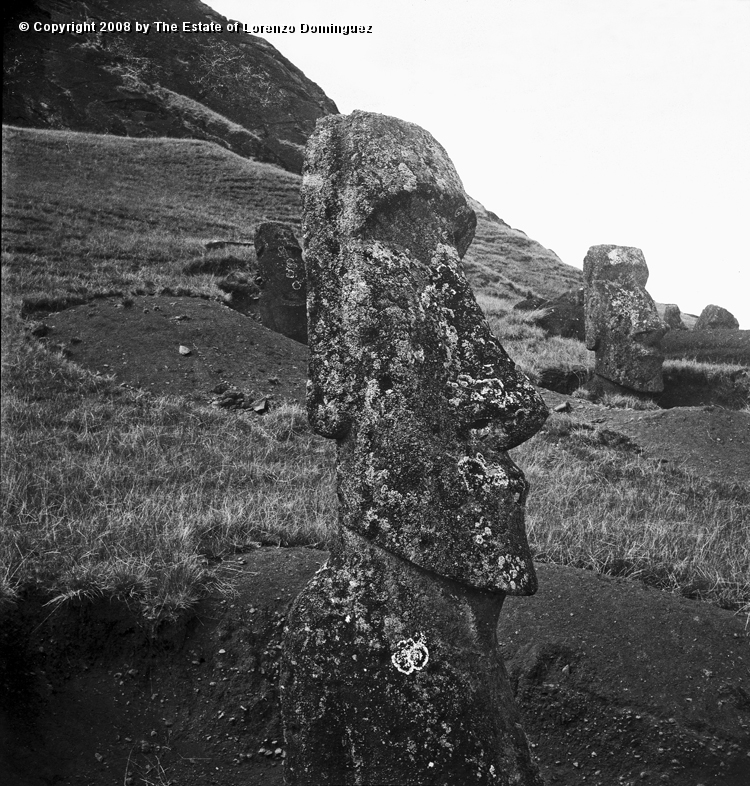 RRE_Herido_02.jpg - Easter Island. 1960. Moai on the exterior slope of Rano Raraku."Sentry moai standing alone. Moai identified by Lorenzo Dominguez as "The Wounded One."