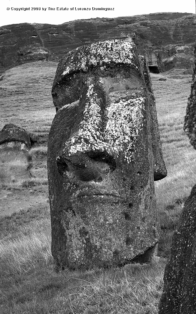 RRE_Hundido_09.jpg - Easter Island. 1960. Moai on the exterior slope of Rano Raraku. Identified by Lorenzo Dominguez as "The Sunken One."