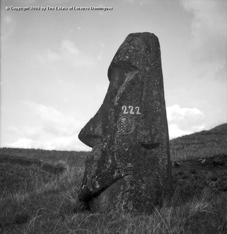 RRE_Ladera_Exterior_08.jpg - Easter Island. 1960. Rear view of a moai with well preserved ears on the exterior slope of Rano Raraku.