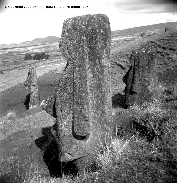 RRE_Ladera_Exterior_14.jpg - Easter Island. 1960. Rear view of a moai with "long ears" on the exterior slope of Rano Raraku.