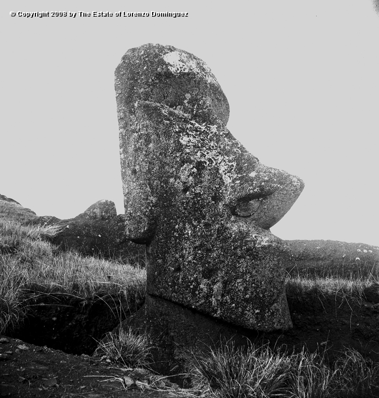 RRE_Ladera_Exterior_26.jpg - Easter Island. 1960. Head of a moai on the exterior slope of Rano Raraku.