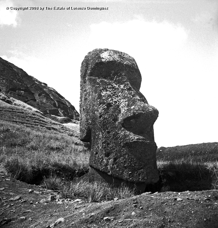 RRE_Ladera_Exterior_27.jpg - Easter Island. 1960. Head of a moai on the exterior slope of Rano Raraku.