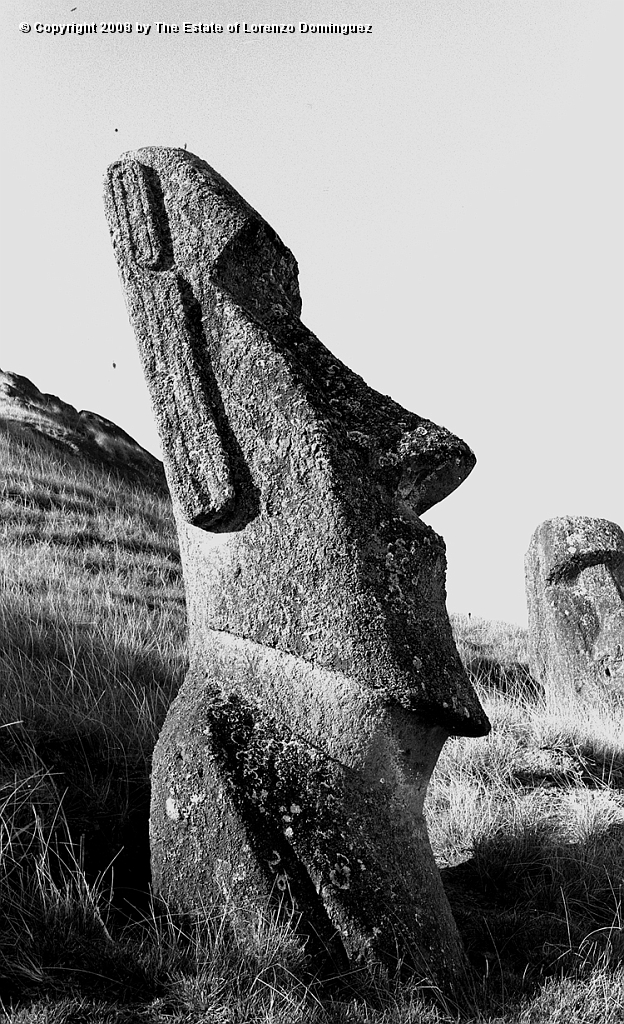 RRE_Ladera_Exterior_38.jpg - Easter Island. 1960. Moai on the exterior slope of Rano Raraku with a well preserved ear.