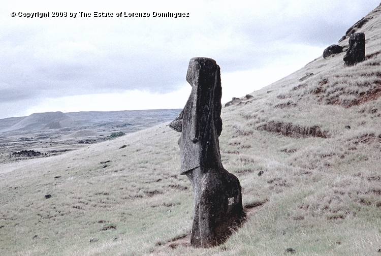 RRE_Ladera_Exterior_50.jpg - Easter Island. 1960. Moai on the exterior slope of Rano Raraku.