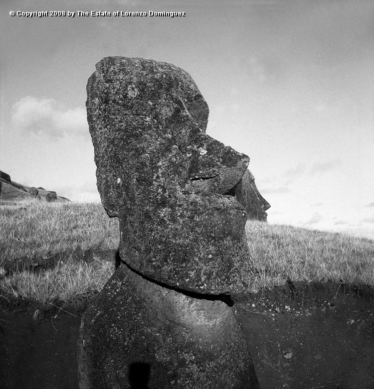 RRE_Luminoso_02.jpg - Easter Island. 1960. Sentry moai on the exterior slope of Rano Raraku. Identified by Lorenzo Dominguez as "The Luminous One."