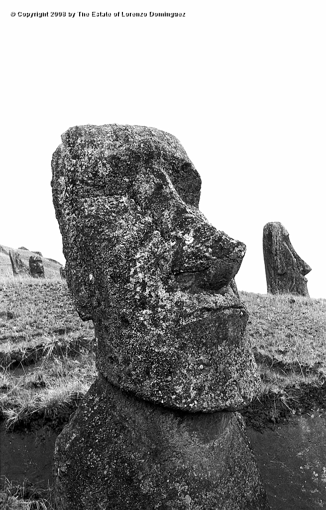 RRE_Luminoso_08.jpg - Easter Island. 1960. Moai on the exterior slope of Rano Raraku. Identified by Lorenzo Dominguez as "The Luminous One."