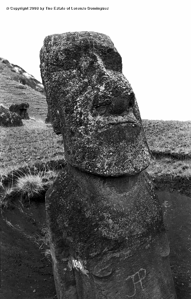 RRE_Luminoso_09.jpg - Easter Island. 1960. Moai on the exterior slope of Rano Raraku. Identified by Lorenzo Dominguez as "The Luminous One."