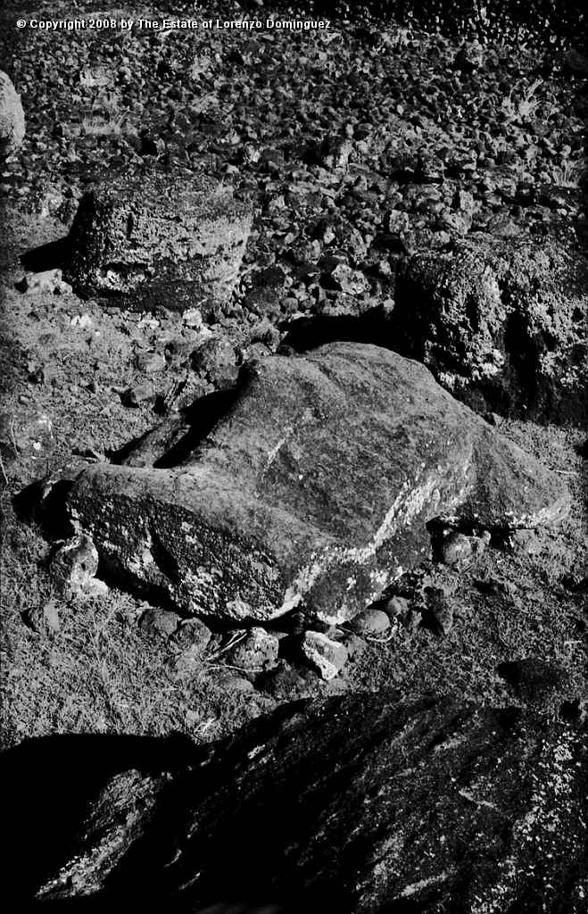 TAM_Moai_17.jpg - Easter Island. 1960. Ahu Tongariki. Fallen moai. Photograph taken shortly before the destruction of the ahu by the tsunami of May 22, 1960.