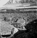 TAM_Moai_07
