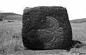 ANA_Pajaro_En_Vuelo_08