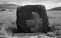 ANA_Pajaro_En_Vuelo_12